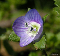 Image of slender speedwell