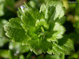 Image of slender speedwell