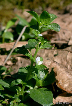 Image of <i>Veronica <i>serpyllifolia</i></i> ssp. serpyllifolia