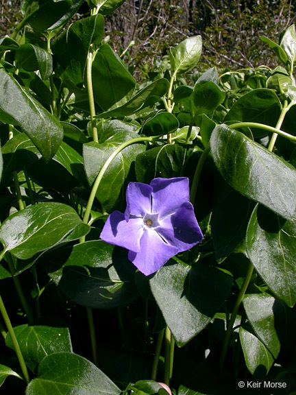 Image of Greater Periwinkle