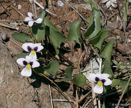 Image of wedgeleaf violet