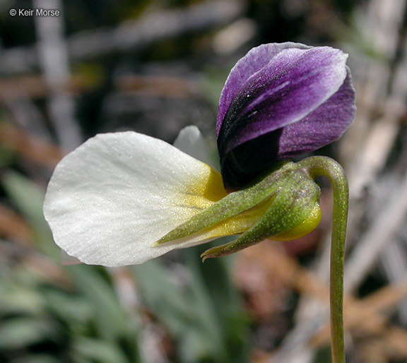 Image of Oregon violet