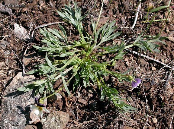 Image of Oregon violet