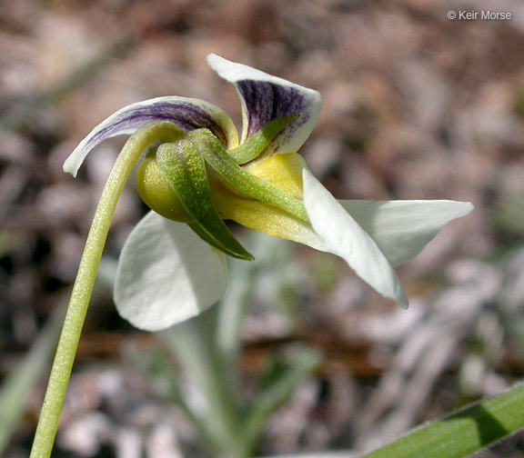 Image of Oregon violet