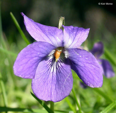 Image of sweet violet