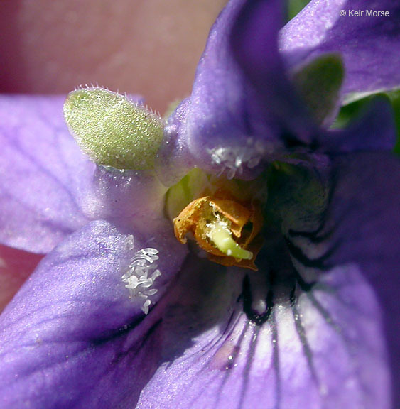 Image of sweet violet