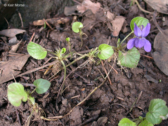 Image of sweet violet