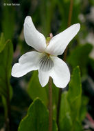 Viola primulifolia var. occidentalis A. Gray resmi