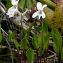 Image of bog white violet