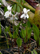 Viola primulifolia var. occidentalis A. Gray resmi