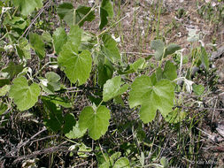 Image of California wild grape