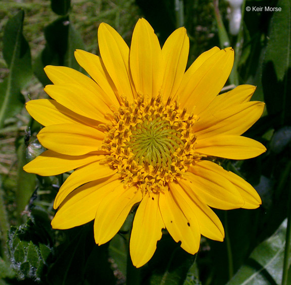 Wyethia angustifolia (DC.) Nutt. resmi