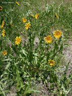 Wyethia angustifolia (DC.) Nutt. resmi