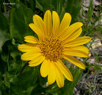 Wyethia angustifolia (DC.) Nutt. resmi