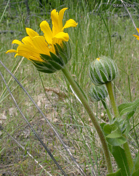 Wyethia angustifolia (DC.) Nutt. resmi