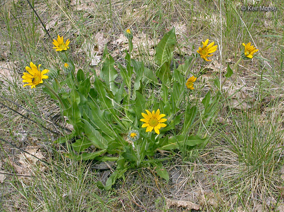 Wyethia angustifolia (DC.) Nutt. resmi