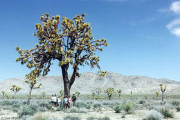 Image of Joshua tree