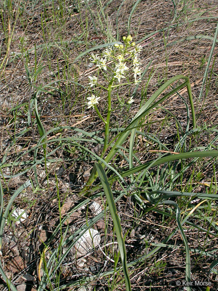 Image of Small-Flower Poison Camas