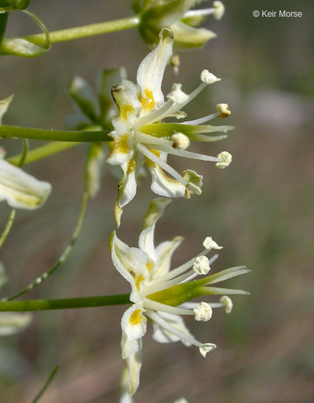 Image of Small-Flower Poison Camas