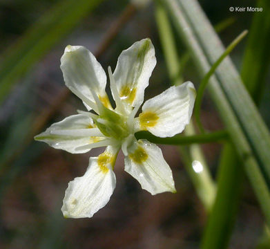 Imagem de Toxicoscordion micranthum (Eastw.) A. Heller