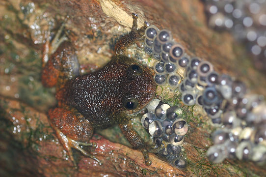 Image of Castle Rock Wrinkled Frog