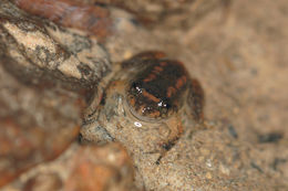 Image of Castle Rock Wrinkled Frog