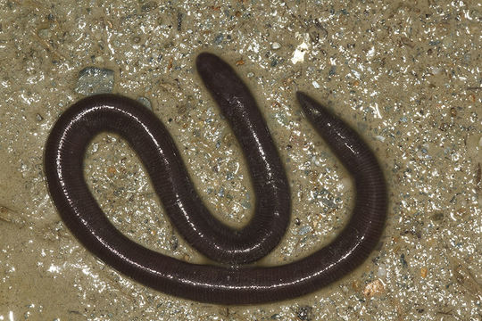 Image of Darjeeling Caecilian