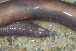 Image of Darjeeling Caecilian