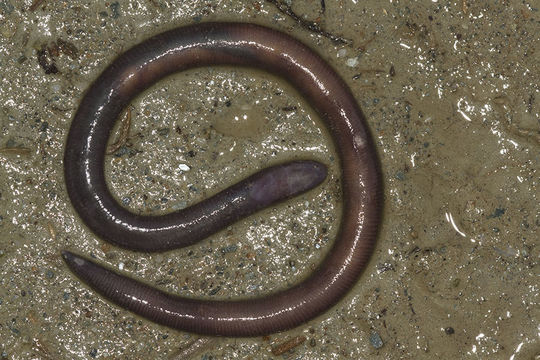 Image of Darjeeling Caecilian