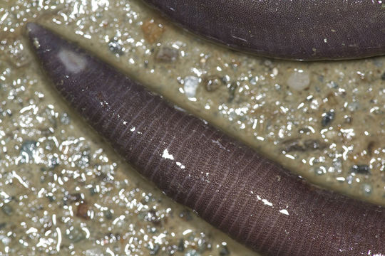 Image of Darjeeling Caecilian