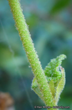 Imagem de <i>Malacothamnus palmeri</i> var. <i>involucratus</i>