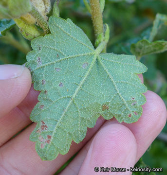 Imagem de <i>Malacothamnus palmeri</i> var. <i>involucratus</i>