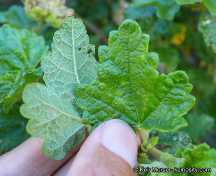 Imagem de <i>Malacothamnus palmeri</i> var. <i>involucratus</i>