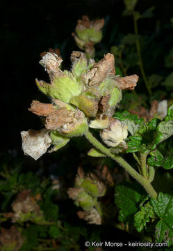 Imagem de <i>Malacothamnus palmeri</i> var. <i>involucratus</i>