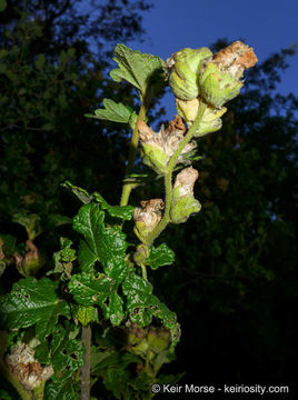 Imagem de <i>Malacothamnus palmeri</i> var. <i>involucratus</i>