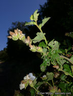 Imagem de <i>Malacothamnus palmeri</i> var. <i>involucratus</i>