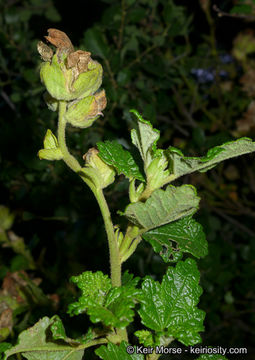 Imagem de <i>Malacothamnus palmeri</i> var. <i>involucratus</i>