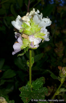 Imagem de <i>Malacothamnus palmeri</i> var. <i>involucratus</i>