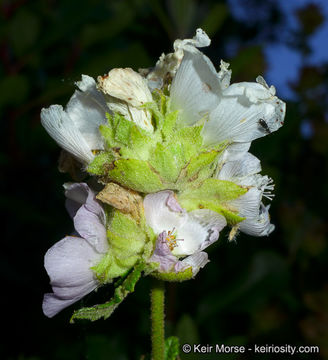 Imagem de <i>Malacothamnus palmeri</i> var. <i>involucratus</i>