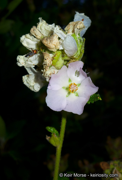 Imagem de <i>Malacothamnus palmeri</i> var. <i>involucratus</i>