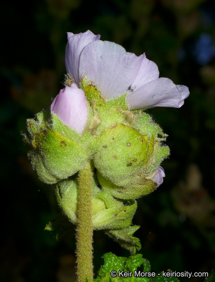 Imagem de <i>Malacothamnus palmeri</i> var. <i>involucratus</i>