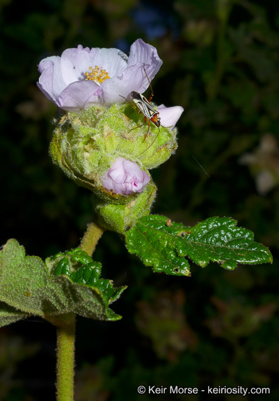 Imagem de <i>Malacothamnus palmeri</i> var. <i>involucratus</i>