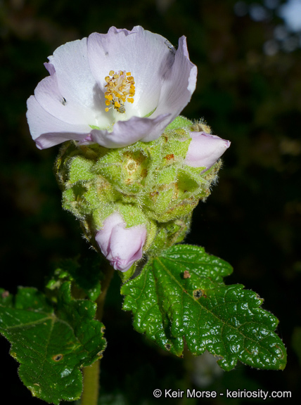 Imagem de <i>Malacothamnus palmeri</i> var. <i>involucratus</i>