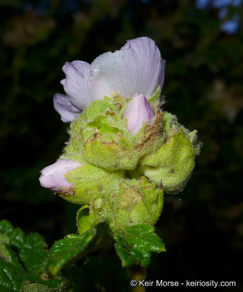 Imagem de <i>Malacothamnus palmeri</i> var. <i>involucratus</i>