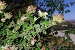 Imagem de <i>Malacothamnus palmeri</i> var. <i>involucratus</i>