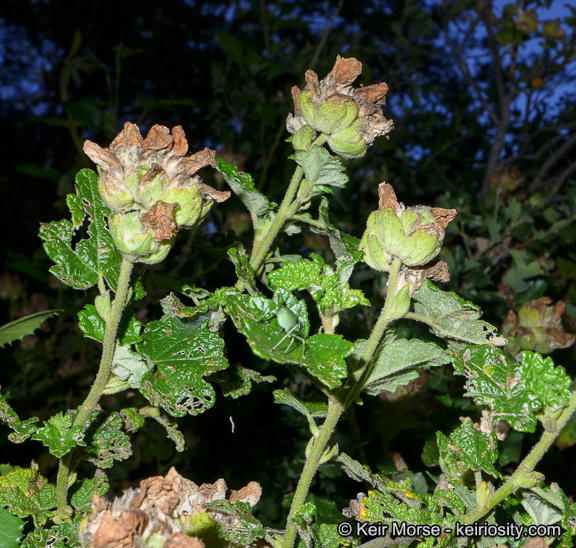 Imagem de <i>Malacothamnus palmeri</i> var. <i>involucratus</i>