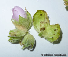 Imagem de <i>Malacothamnus palmeri</i> var. <i>involucratus</i>