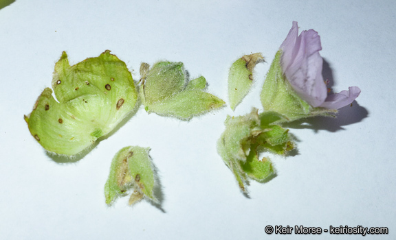 Imagem de <i>Malacothamnus palmeri</i> var. <i>involucratus</i>