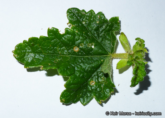 Imagem de <i>Malacothamnus palmeri</i> var. <i>involucratus</i>