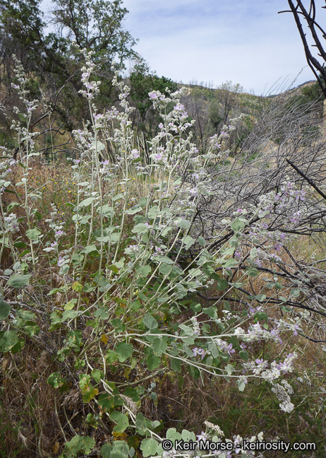 Imagem de <i>Malacothamnus helleri</i>